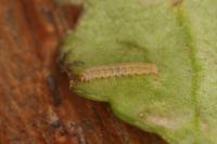 Bucculatrix nigricomella