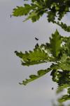Adela reaumurella