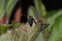 Dasycera oliviella