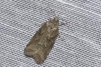 Cnephasia
