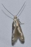 Blastodacna