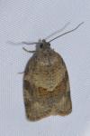 Syndemis musculana