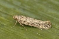 Parapodia sinaica