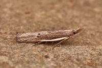 Sophronia semicostella