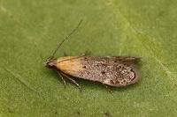 Stomopteryx remissella