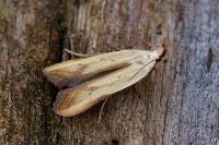 Mesophleps silacella