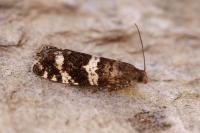 Epinotia fraternana