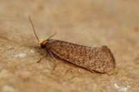 Eriocottis hispanica