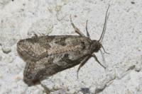 Cnephasia