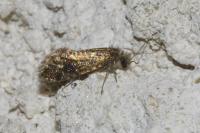Dyseriocrania subpurpurella