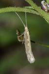 Plutella xylostella
