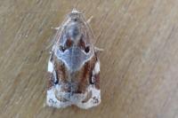 Archips xylosteana