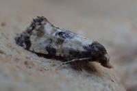Neocochylis dubitana