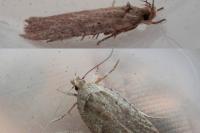 Agonopterix scopariella