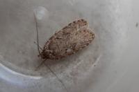 Agonopterix heracliana