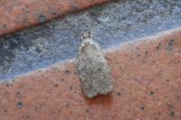 Agonopterix heracliana