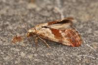 Cochylis epilinana