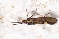 Esperia sulphurella