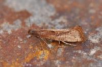Acrolepiopsis vesperella