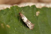 Enolmis agenjoi