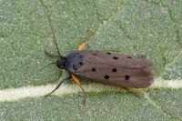 Ethmia aurifluella