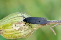 Ethmia chrysopyga