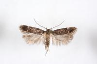 Neofriseria peliella