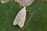Symmoca oenophila