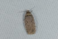 Agonopterix