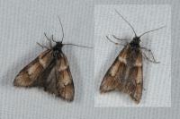 Dasystoma salicella