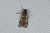 Dasystoma salicella