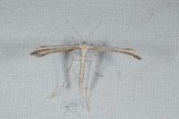 Emmelina monodactyla