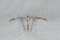 Emmelina monodactyla
