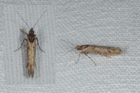 Ypsolopha ustella