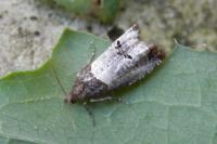 Notocelia roborana