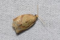 Clepsis consimilana
