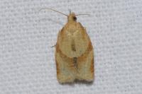 Clepsis consimilana