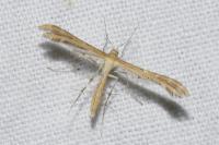 Oxyptilus