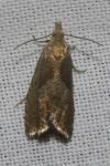 Dichrorampha simpliciana