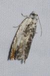 Ancylis laetana