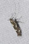 Calybites phasianipennella
