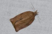 Pandemis heparana