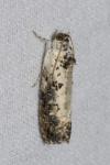 Hedya salicella