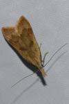 Dichomeris derasella