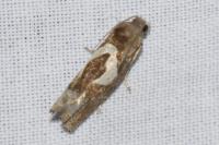 Epiblema foenella