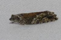 Epinotia nisella