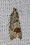 Notocelia uddmanniana