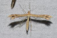 Oxyptilus