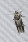 Recurvaria nanella