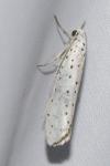 Yponomeuta